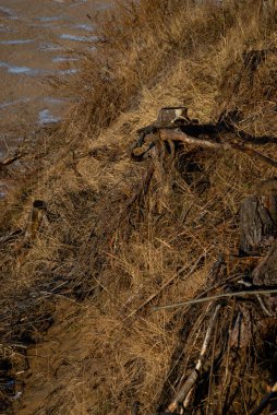 Ağaç kökü, güneşli bir kış gününde, portakal kamışlarının yetiştiği kumullarda, denizin kenarında..