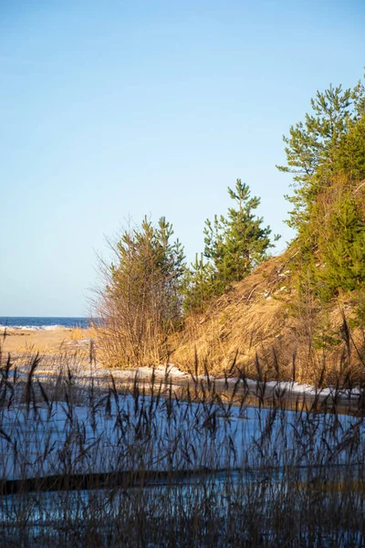 Winterlandschaft Mit Dünen Meer Kleine Grüne Kiefern Wachsen Schilf Vordergrund — Stockfoto