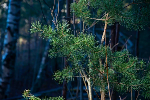 Pequenos Galhos Árvores Folhas Congeladas Inverno Com Fundo Desfocado Textura — Fotografia de Stock