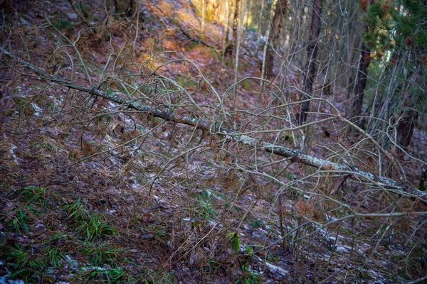 Close-up of a dead branch in a forest shining in the sun