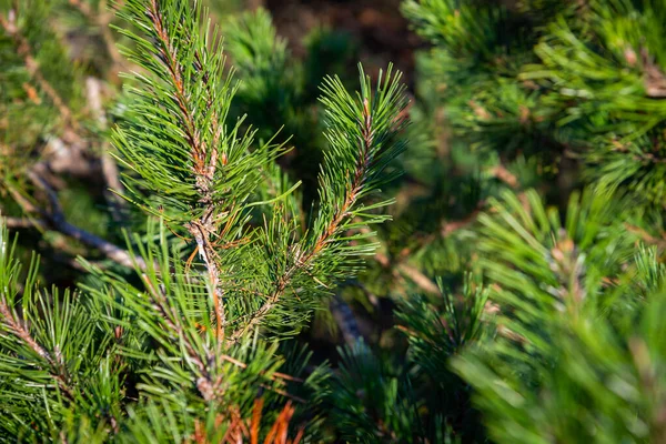 Pequenos Galhos Árvores Folhas Congeladas Inverno Com Fundo Desfocado Textura — Fotografia de Stock