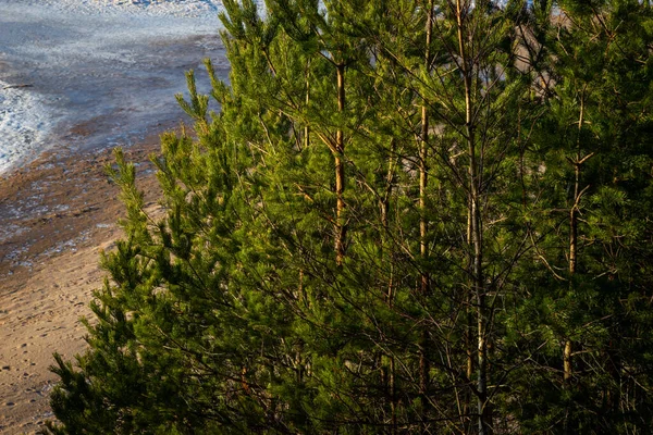 Green pine forest by the sea on a sunny winter day. Texture of green needles