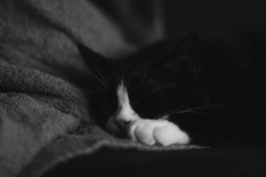 Beyaz pençeli sevimli siyah bir kedi, ahşap bir zeminde yumuşak bir battaniyenin üzerinde yatıyor.