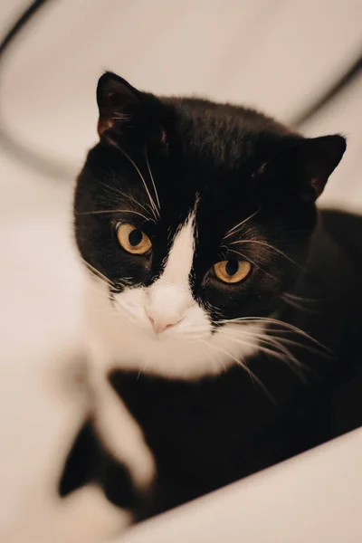 Katzenporträt Eine Schwarze Katze Mit Weißem Maulkorb Sitzt Der Badewanne — Stockfoto