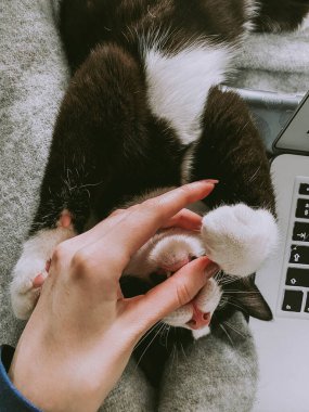 Beyaz boyunlu güzel siyah kedi dizüstü bilgisayarın yanındaki yatağın arkasında yatıyor ve ev sahibesinin parmaklarını ısırıyor..
