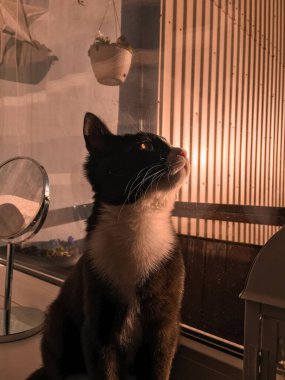 Beyaz ağızlıklı siyah bir kedi pencere kenarında oturur ve gün batımında pencereden dışarı bakar..