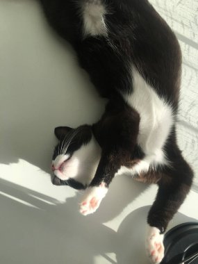 Beyaz yakalı sevimli siyah bir kedi beyaz bir masanın üzerinde yatıyor. Komik kedi fotoğrafı.