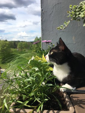 Kara kedi, güneşli bir yaz gününde yeşil bitkilerin yetiştiği bir saksının yanındaki tahta korkulukta uyur..