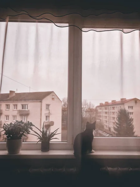 고양이 마리가 창턱에 창밖을 내다본다 고양이는 — 스톡 사진