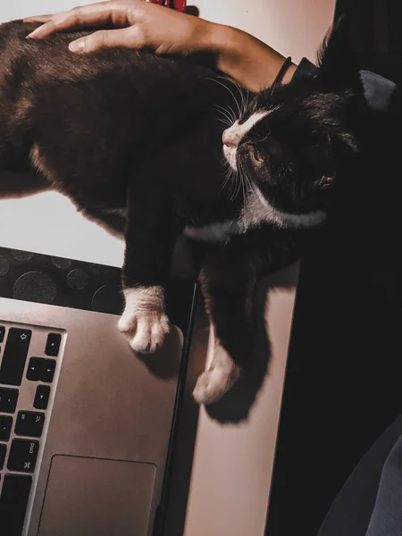 Black Cat White Collar Lying Office Desk Next Laptop Women — Stock Photo, Image