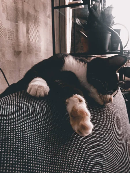 Gato Negro Con Cuello Blanco Está Acostado Borde Sofá Gris — Foto de Stock