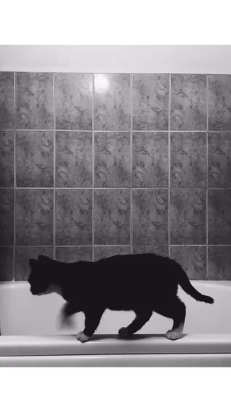 Чорний Кіт Білими Лапами Йде Краю Білої Ванни — стокове фото