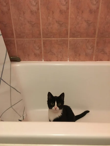 一只带着白嘴的黑猫坐在浴室里的一个白浴缸里 直接看着摄像机 — 图库照片