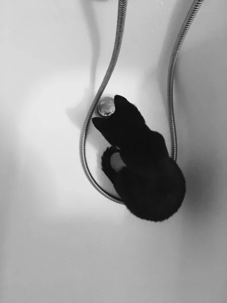 Черная Кошка Сидит Белой Ванне Смотрит Капает Вода — стоковое фото