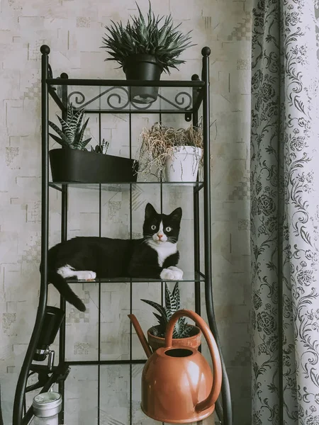 Hermoso Gato Negro Con Hocico Blanco Está Acostado Estante Flores —  Fotos de Stock
