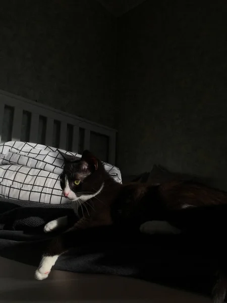 太陽の下で輝くベッドの中に 白いマズルをした美しい黒い猫が横たわっています — ストック写真