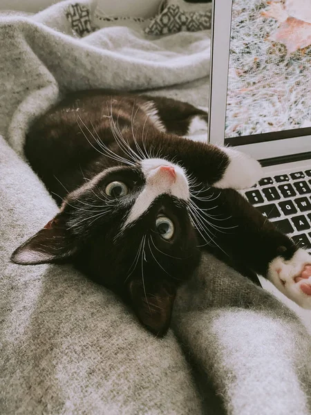 Beautiful Black Cat White Neck Lies Back Bed Next Laptop — Stock Photo, Image