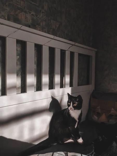 Black Cat White Collar Sitting White Wooden Bed Watching Beautiful — Stock Photo, Image