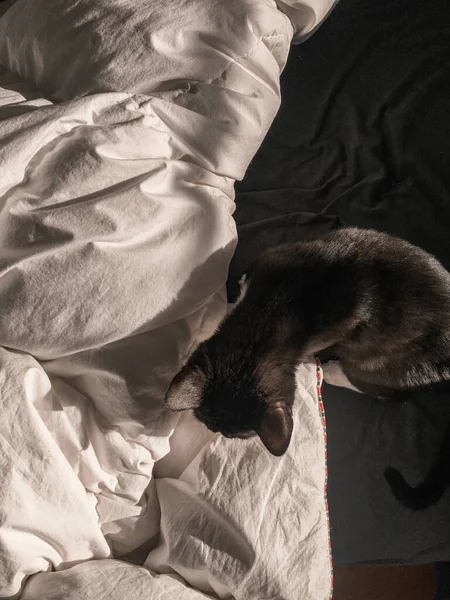 Gato Preto Está Sentado Uma Cama Cobertor Branco Vista Partir — Fotografia de Stock