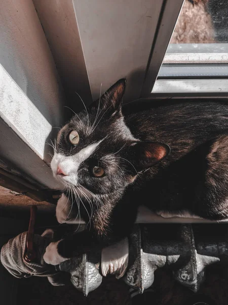 一只白嘴黑猫躺在散热器旁边的窗台上取暖 — 图库照片