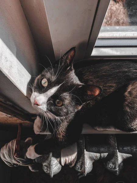 Gato Preto Com Focinho Branco Fica Peitoril Janela Lado Dos — Fotografia de Stock