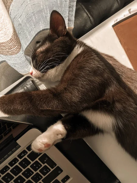 Black Cat Lying Table Next Laptop Warming Spring Sun — Stock Photo, Image