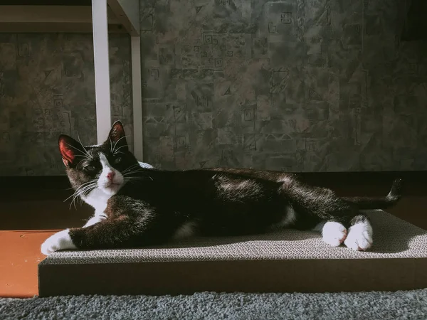 Чорний Кіт Спить Точильній Коробці Нігтів Весняному Сонці — стокове фото