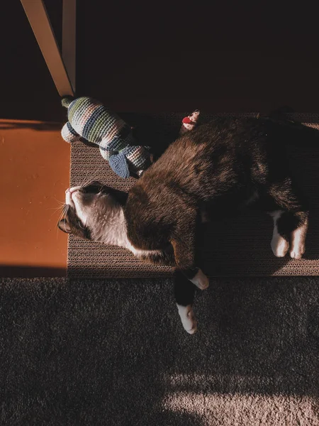 春の太陽の下で黒い猫がおもちゃの隣の爪切りに寝ています — ストック写真