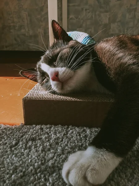 Retrato Gato Negro Con Hocico Blanco Acostado Una Caja Afilar —  Fotos de Stock