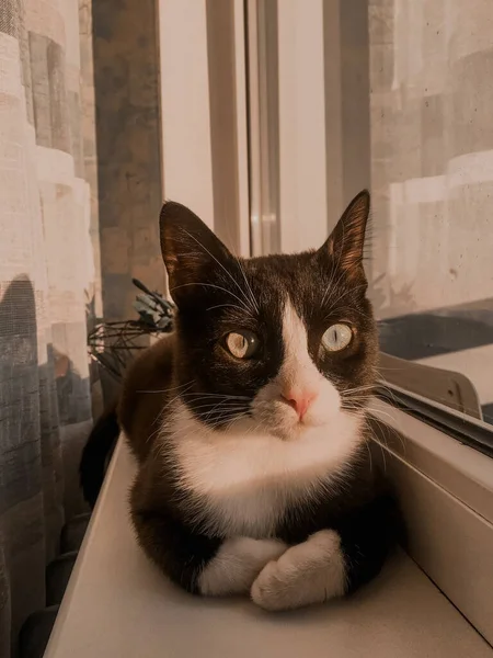 Gato Preto Com Focinho Branco Jaz Peitoril Janela Sala Observa — Fotografia de Stock