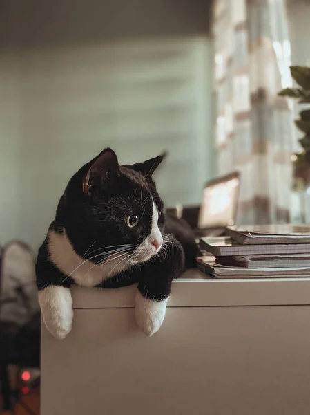 Gatto Nero Con Muso Bianco Sdraiato Tavolo Ufficio Legno Bianco — Foto Stock