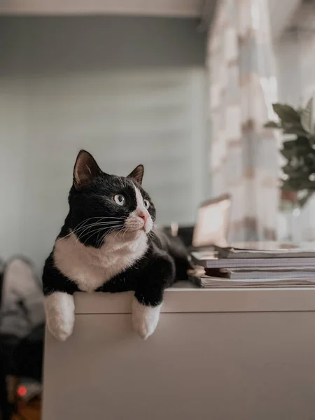 一只白嘴黑猫躺在一张白色的木制写字台上 腿悬在桌子的边缘 — 图库照片