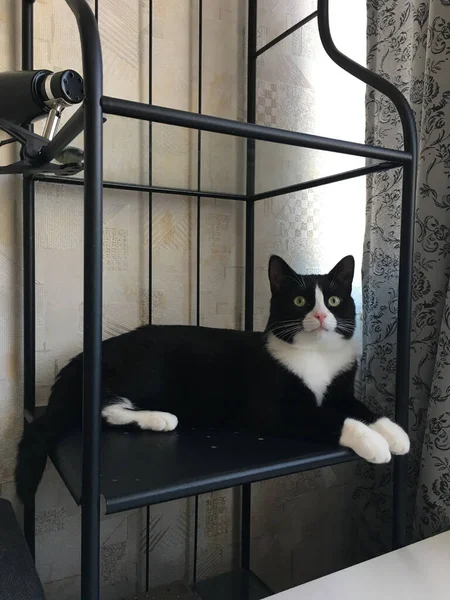 Black Cat White Muzzle Lies Black Metal Shelves Room Looks — Stock Photo, Image