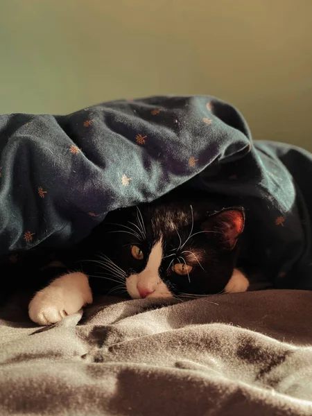 白い鼻の黒い猫は春の太陽に照らされた青い毛布の下のベッドに横たわっています — ストック写真