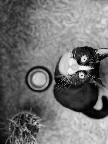 Schwarze Katze Sitzt Neben Einer Schüssel Mit Futter Und Wartet — Stockfoto
