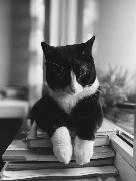 Gato Preto Com Focinho Branco Encontra Peitoril Janela Com Suas — Fotografia de Stock