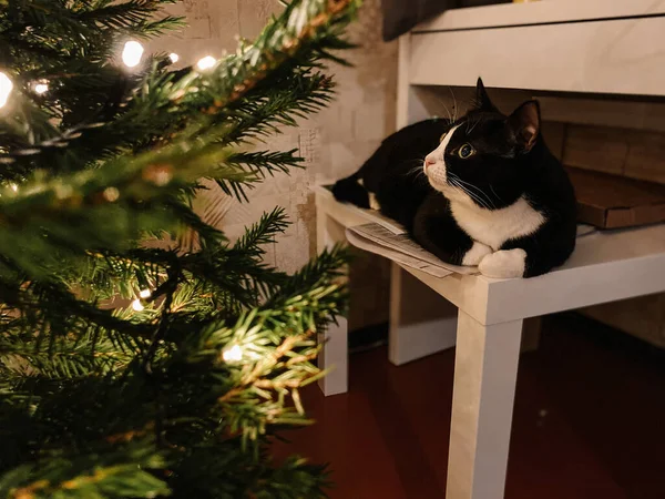 Chat Noir Avec Cou Blanc Est Couché Sur Une Table — Photo