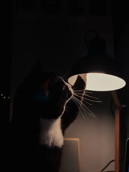 Czarny Kot Białą Szyją Siedzi Biurku Bawi Się Czarną Lampą — Zdjęcie stockowe