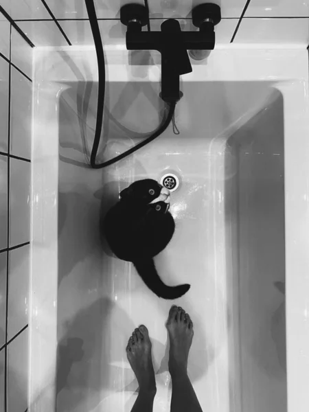Gato Negro Con Cuello Blanco Está Sentado Baño Blanco Junto —  Fotos de Stock