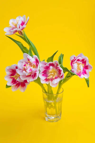 Bellissimi Fiori Primaverili Tulipani Vaso Sfondo Giallo Concetto Festivo Con — Foto Stock