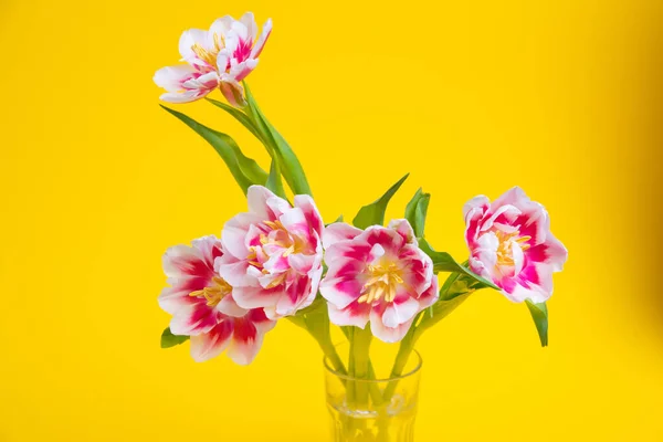 Bellissimi Fiori Primaverili Tulipani Vaso Sfondo Giallo Concetto Festivo Con — Foto Stock