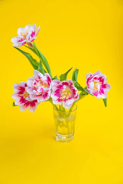 Bellissimi Fiori Primaverili Tulipani Vaso Sfondo Giallo Concetto Festivo Con — Foto Stock