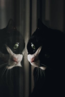 Güzel siyah kedi pencere kenarında oturuyor ve pencereye bakıyor.