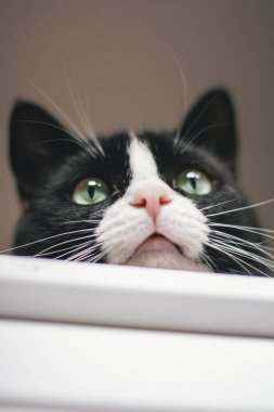 Evde sevimli bir kedi yavrusu var. Yemek düşünen siyah evcil kedi, masaya uzanmış, düşünen yüz, üzüntü, beyaz bıyıklar..