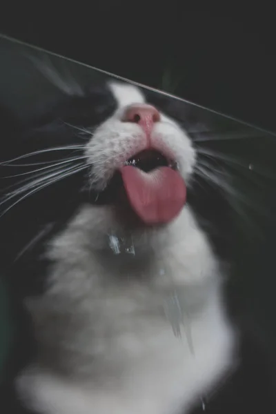 Bottom View Cute Black Tabby Kitten Licking Glass Table Gray — Stock Photo, Image