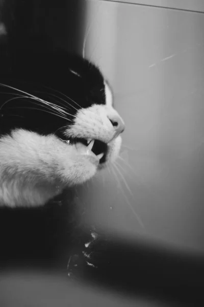 可愛い黒のタビー子猫がコピースペースでグレーの背景にガラスのテーブルをなめているのを見ると — ストック写真