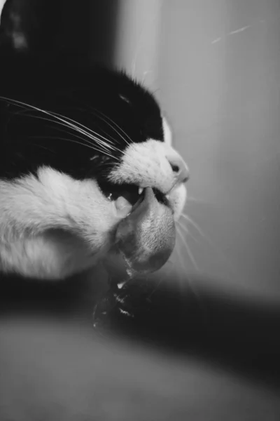 Unterseite Eines Niedlichen Schwarzen Gestromten Kätzchens Leckt Glastisch Auf Grauem — Stockfoto
