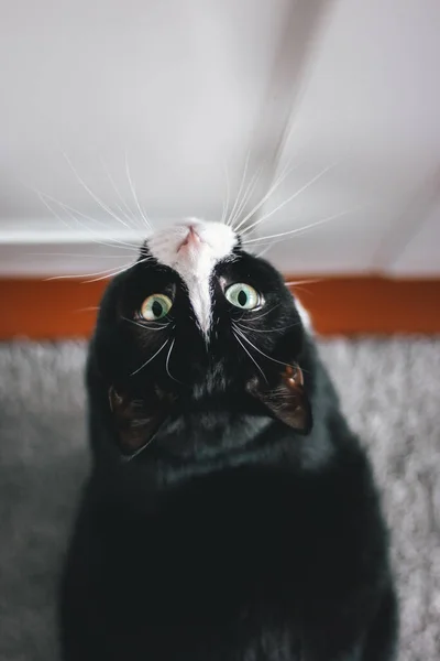 Schwarze Flauschige Katze Mit Gelben Augen Sitzt Auf Einem Weißen — Stockfoto