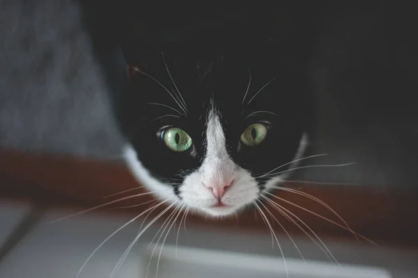 Černá Chlupatá Kočka Žlutýma Očima Sedí Bílém Koberci Dívá Nahoru — Stock fotografie