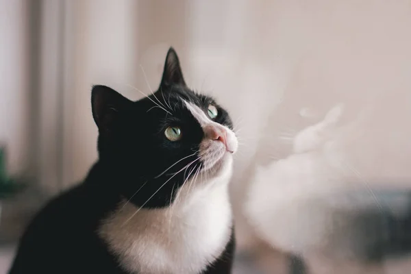 Όμορφη Μαύρη Γάτα Κάθεται Στο Περβάζι Του Παραθύρου Και Ψάχνει — Φωτογραφία Αρχείου